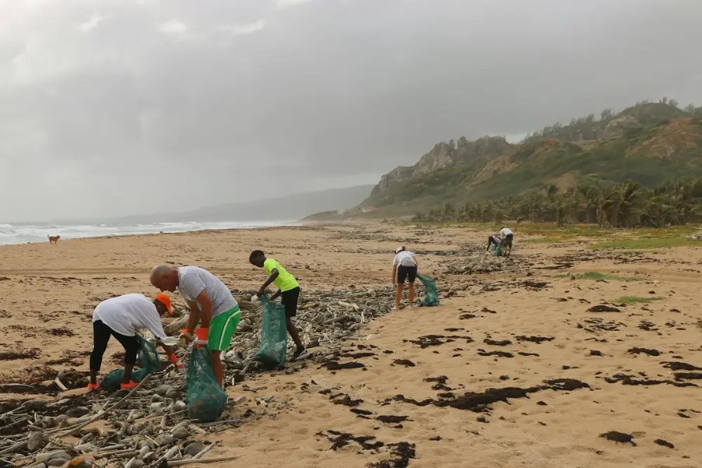 Un grupo de voluntarios recoge basura en bolsas verdes en una playa, con colinas y palmeras al fondo y el cielo nublado.